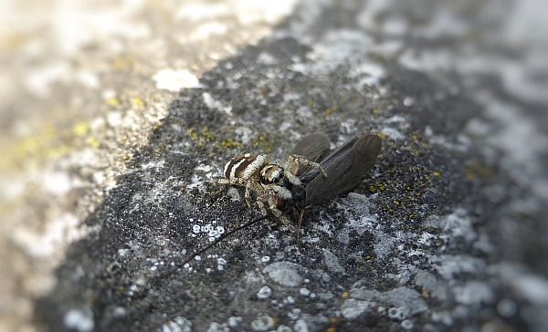 P1040831_F.jpg