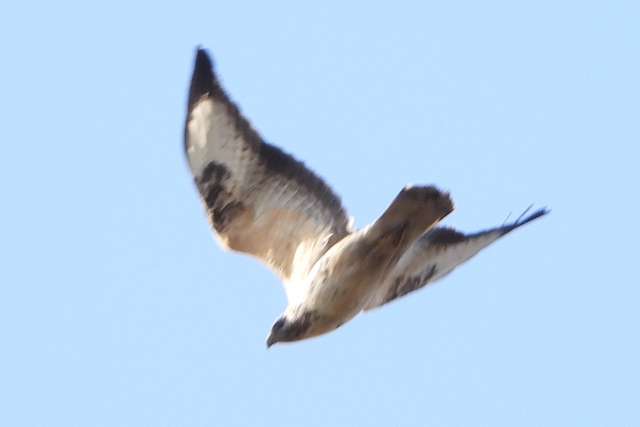 DSCN6147a.jpg