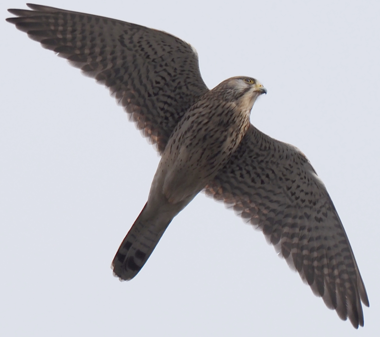 Turmfalke1.jpg